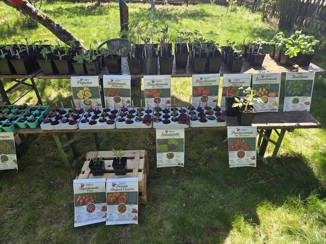 Unser Stand mit vielen Tomatensorten